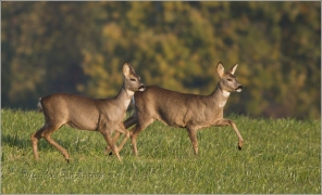 <p>SRNEC OBECNÝ (Capreolus capreolus) Šluknovsko - Jiříkov /European roe deer - Reh/</p>